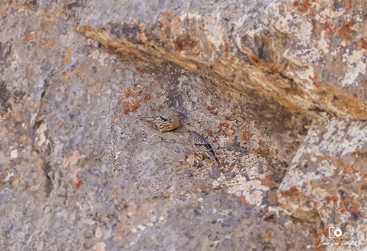 Alpine Accentor