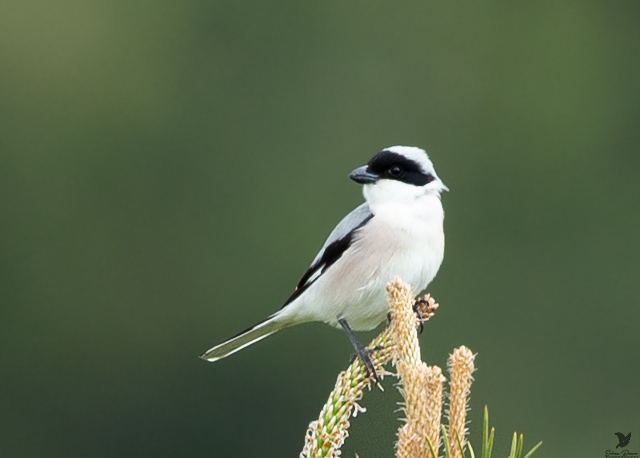 Lesser Grey Shrike