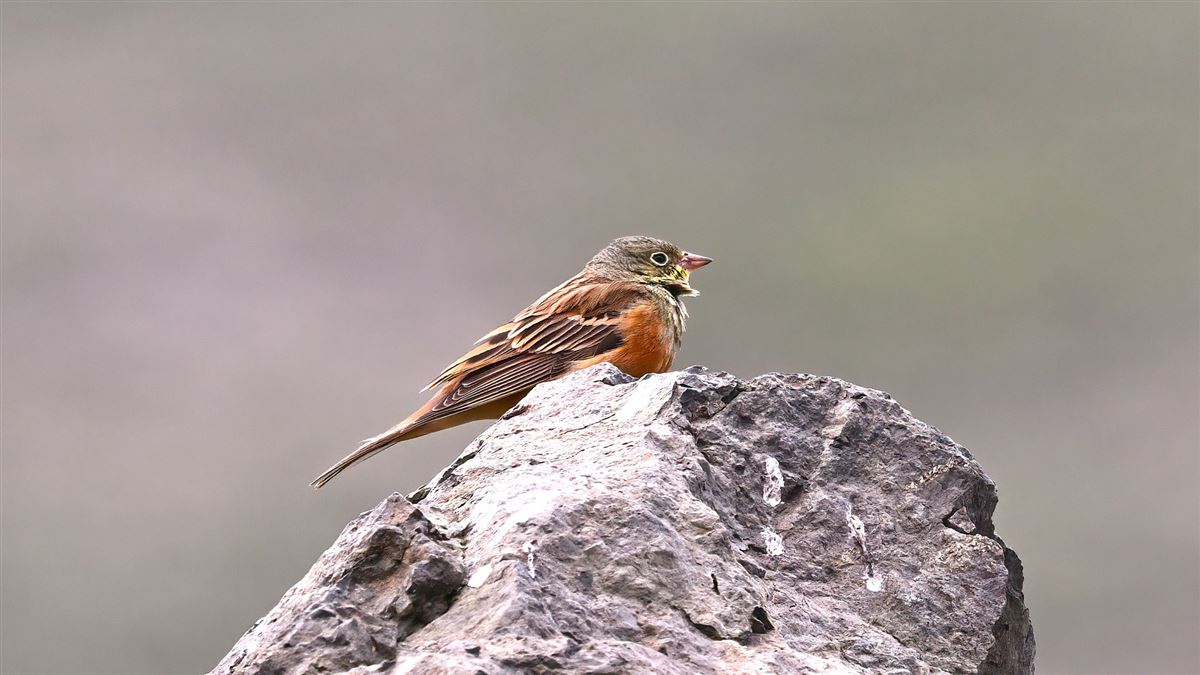 Ortolan Bunting