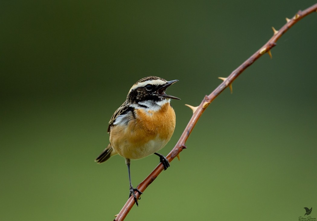 Whinchat