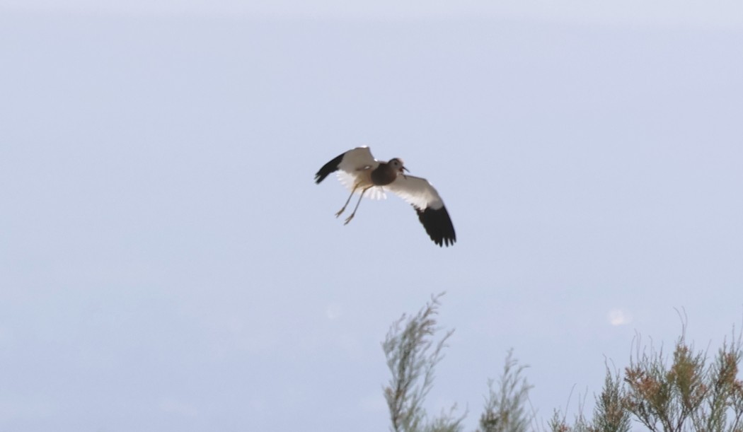 White-tailed Lapwing