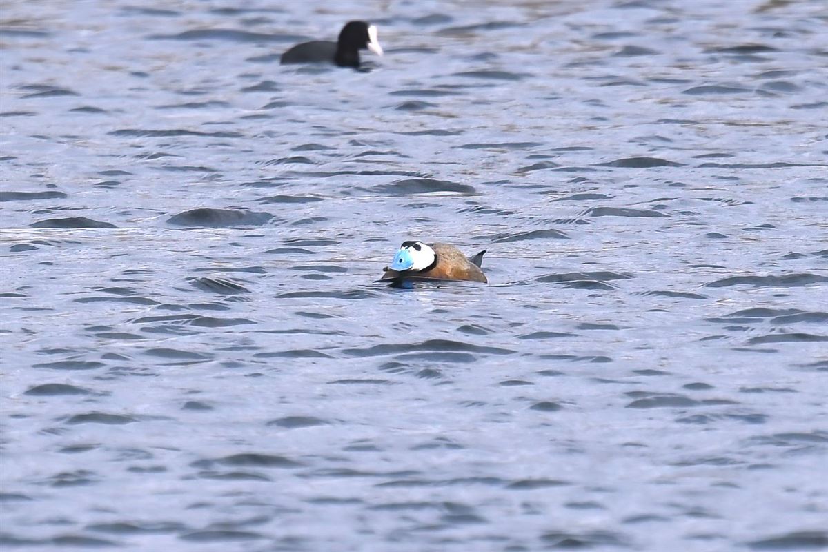 White-headed Duck