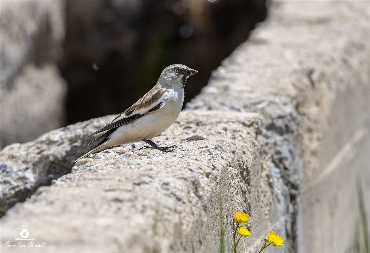 White-winged Snowfinch
