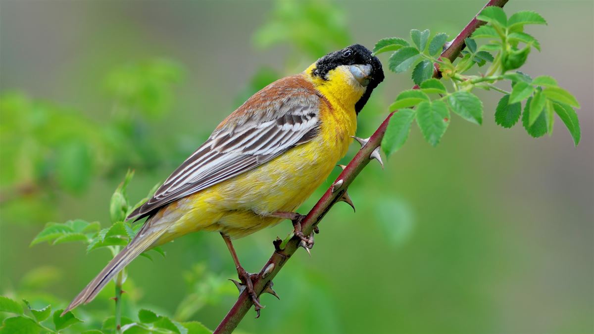 Black-headed Bunting