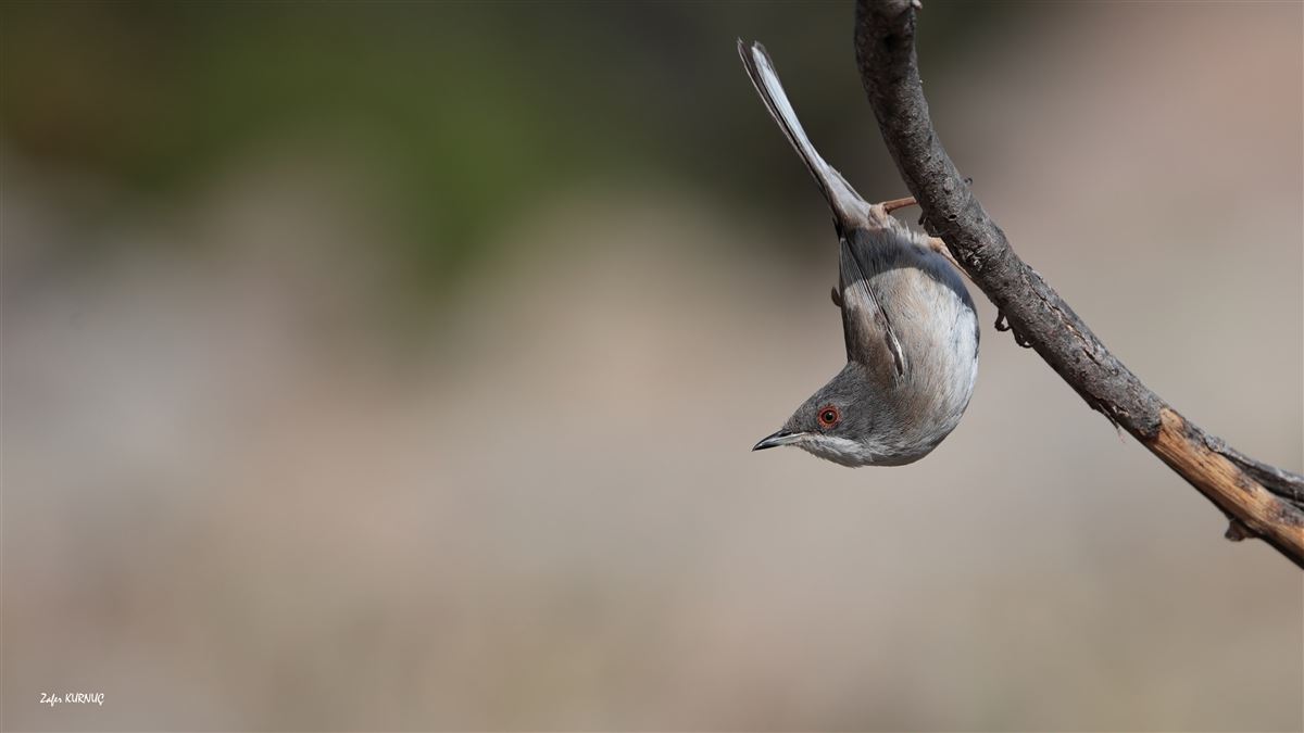 Sardinian Warbler