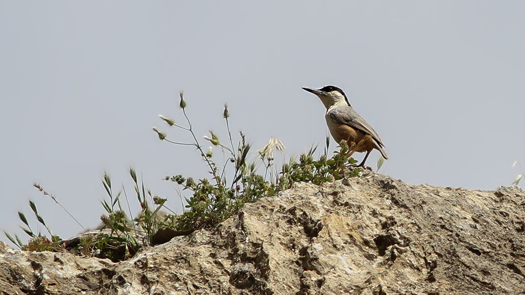Eastern Rock Nuthatch
