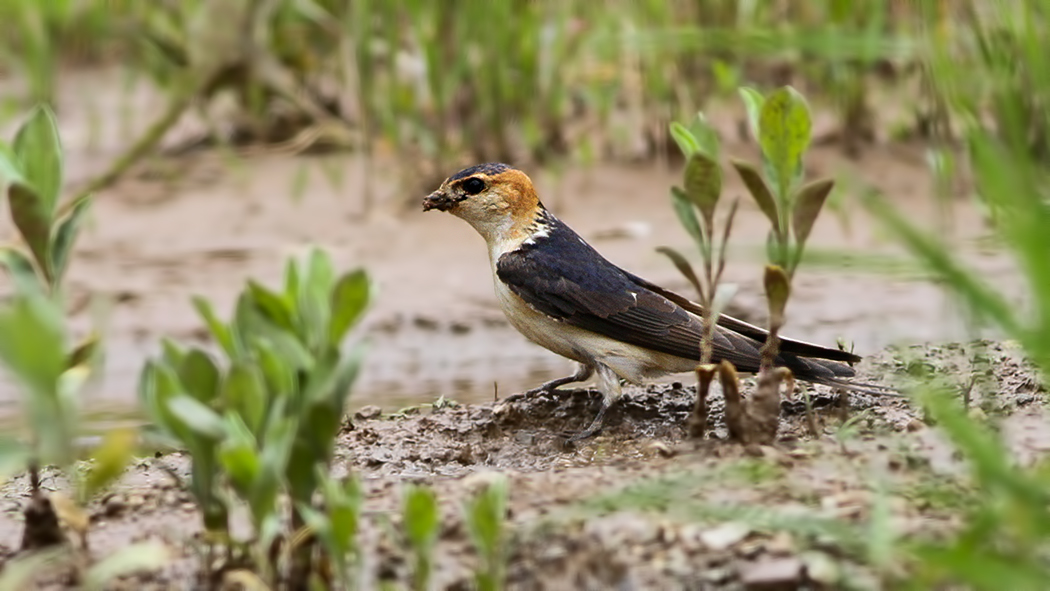 European Red-rumped Swallow