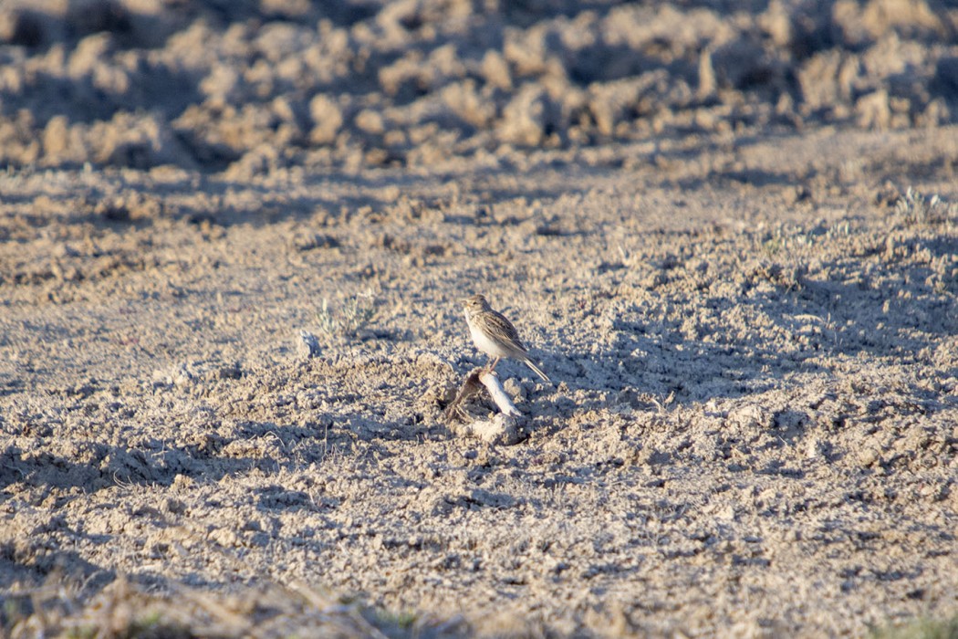 Turkestan Short-toed Lark