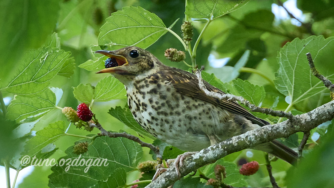 Song Thrush