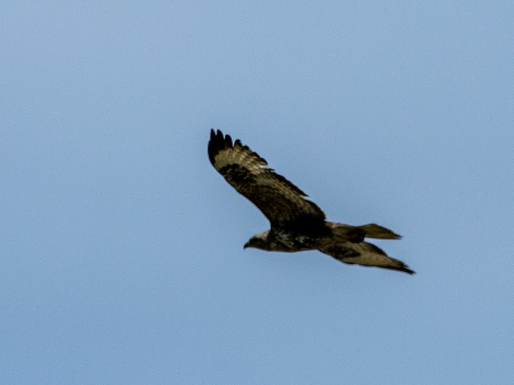 Common Buzzard