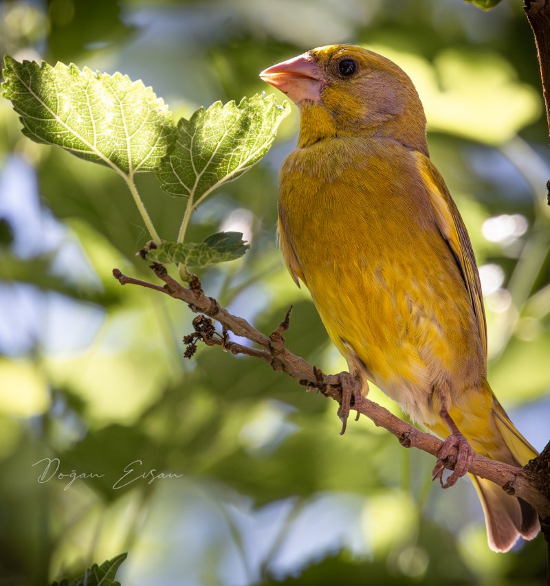 European Greenfinch