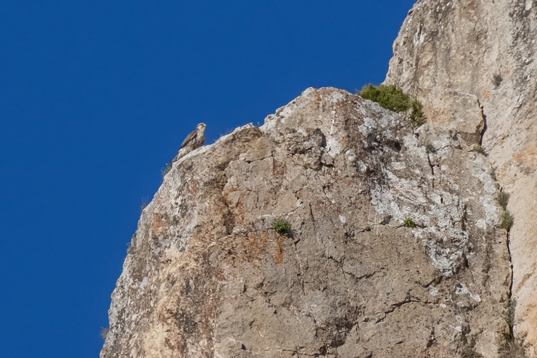 Saker Falcon