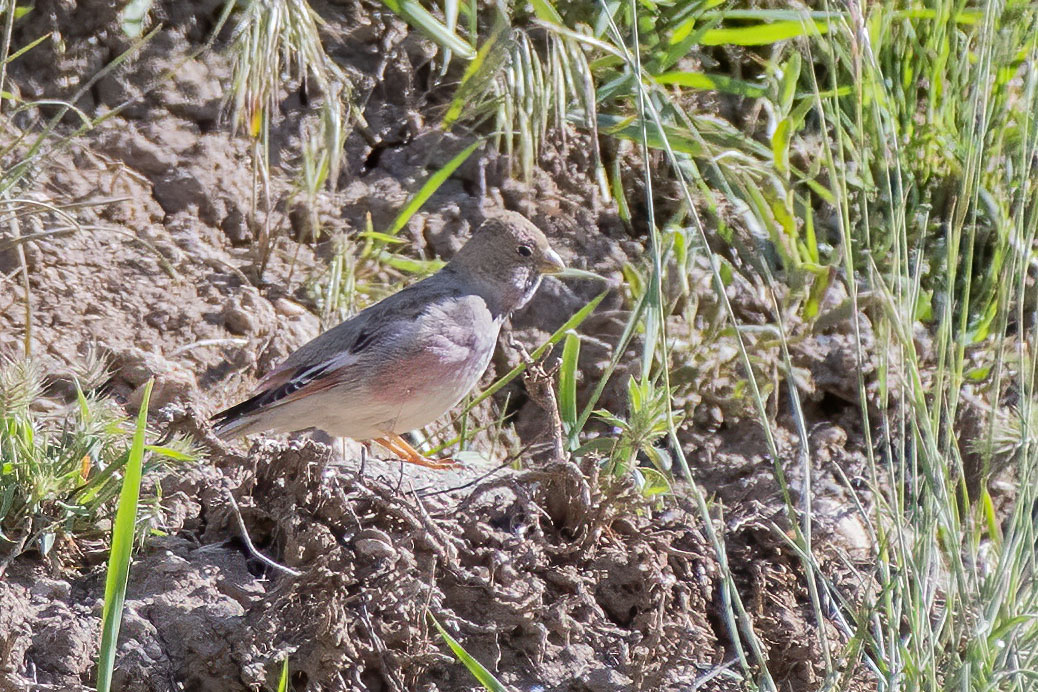 Mongolian Finch