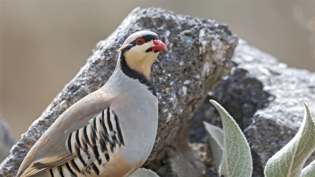 Chukar Partridge