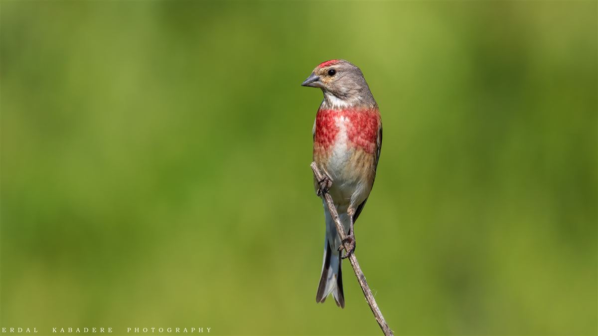 Common Linnet