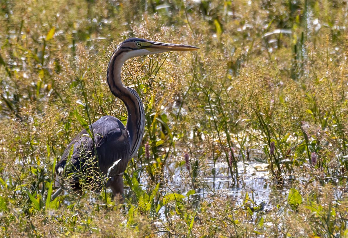 Purple Heron