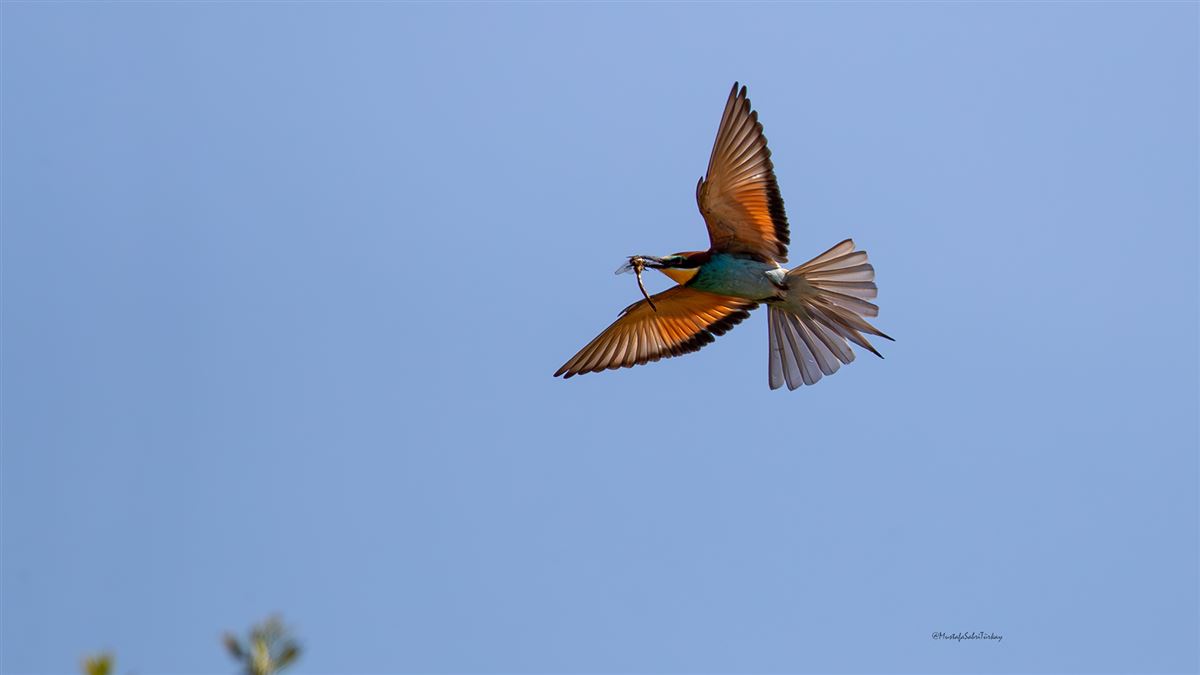 European Bee-eater