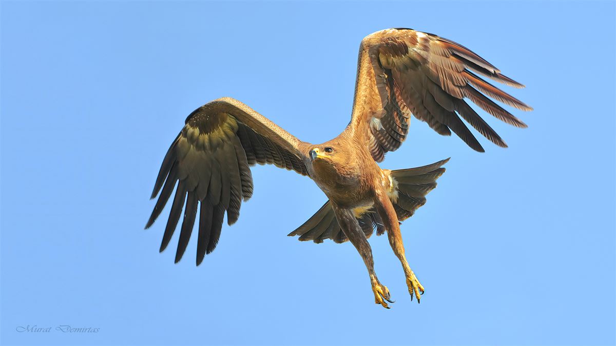 Lesser Spotted Eagle