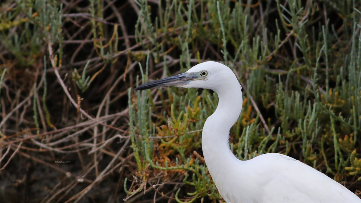 Little Egret
