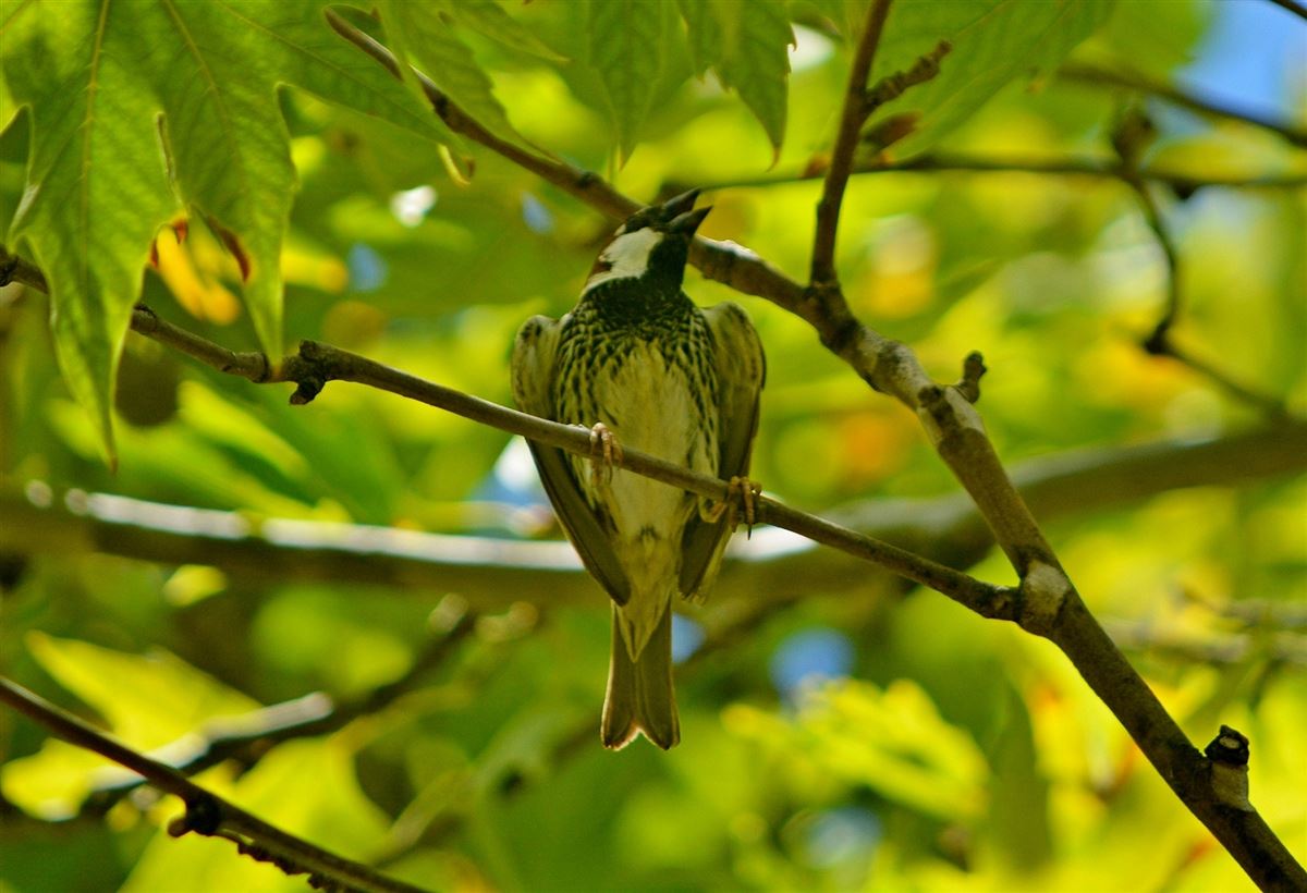 Spanish Sparrow