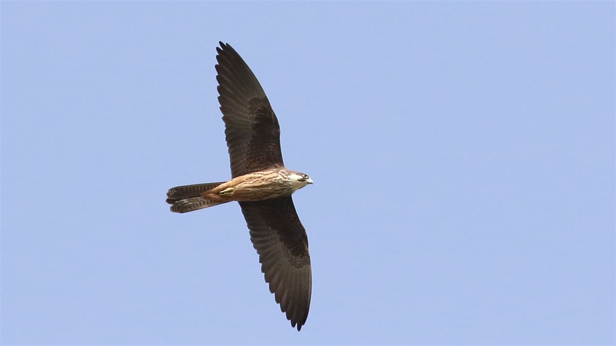 Eleonora`s Falcon