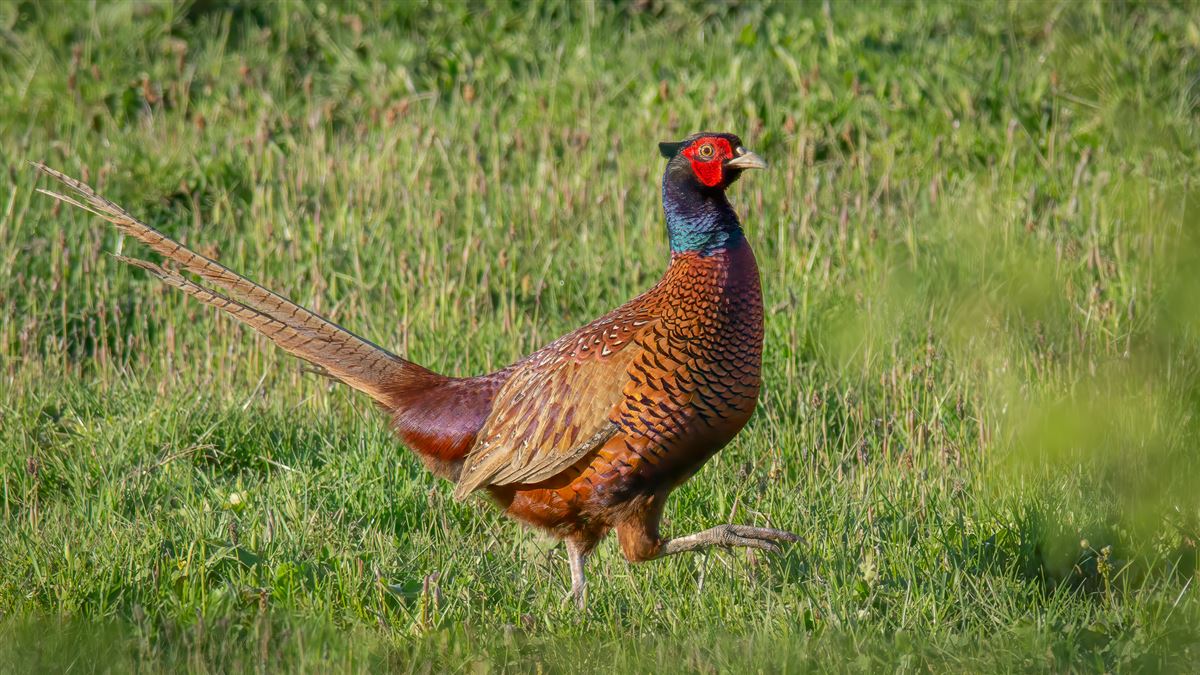Common Pheasant