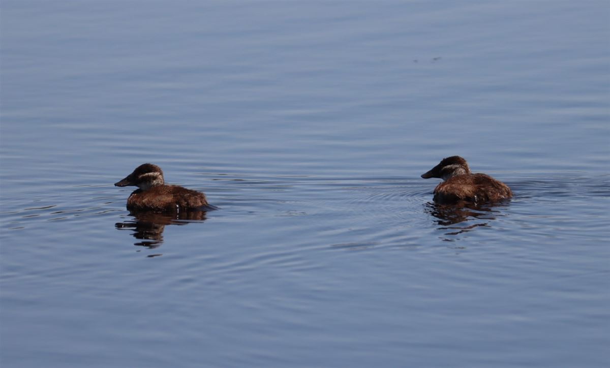 White-headed Duck