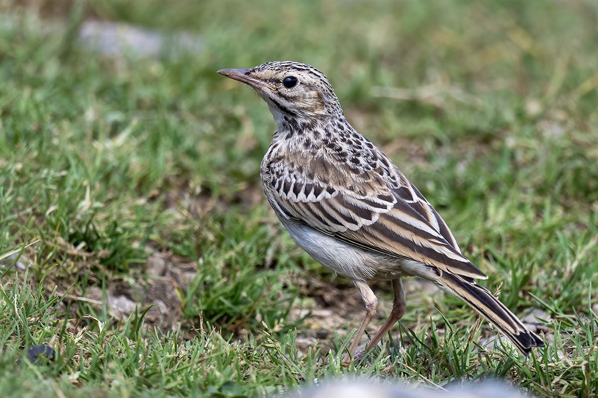 Tawny Pipit