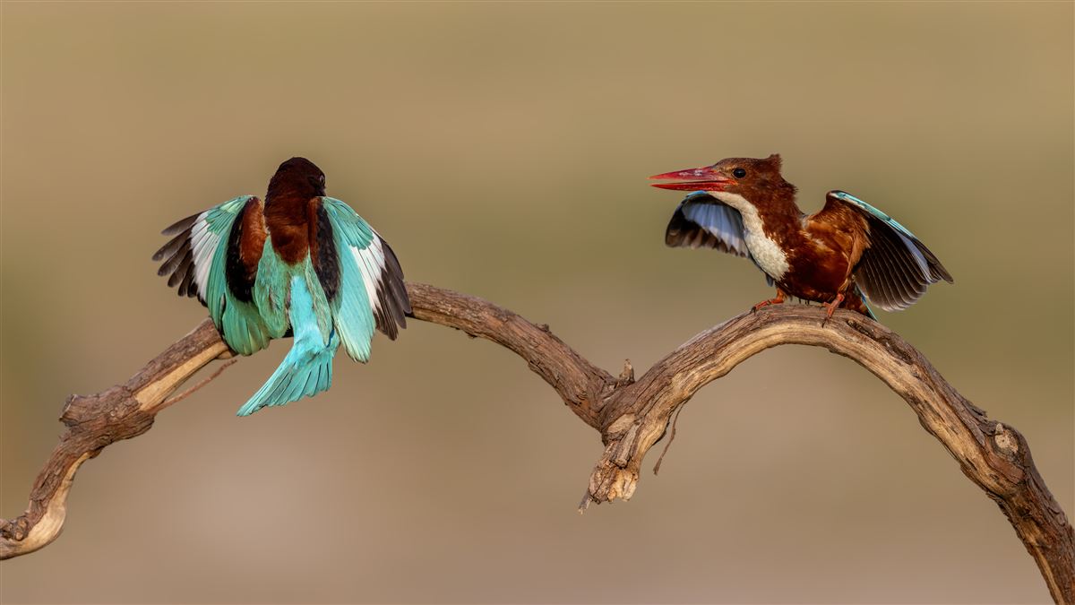 White-throated Kingfisher