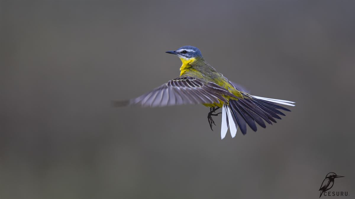 Western Yellow Wagtail