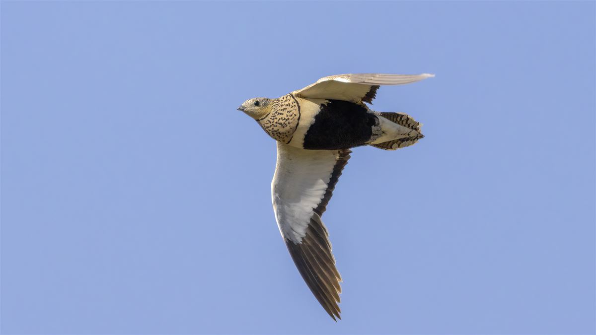 Black-bellied Sandgrouse