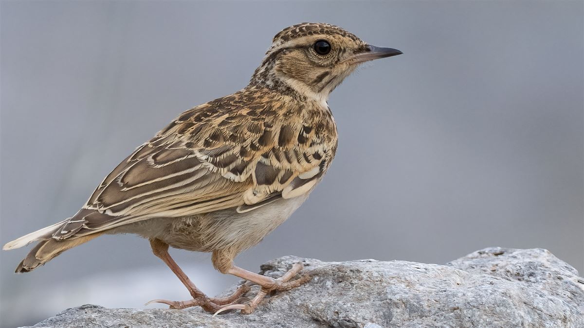 Woodlark