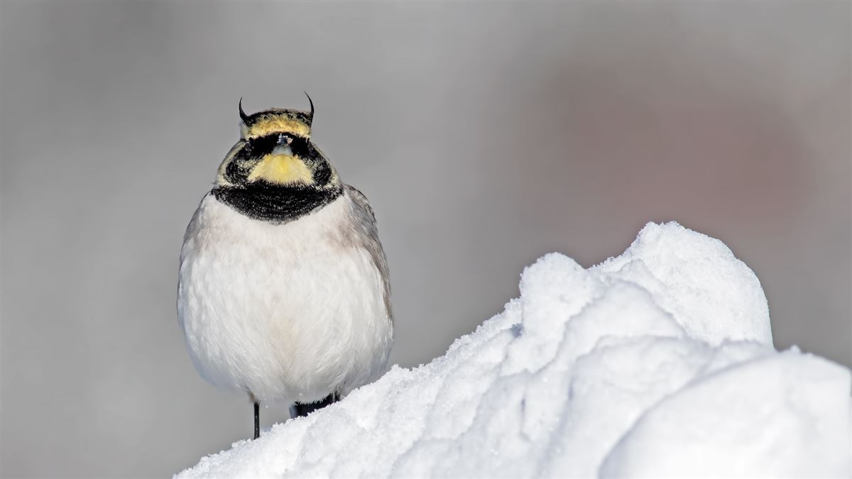 Horned Lark