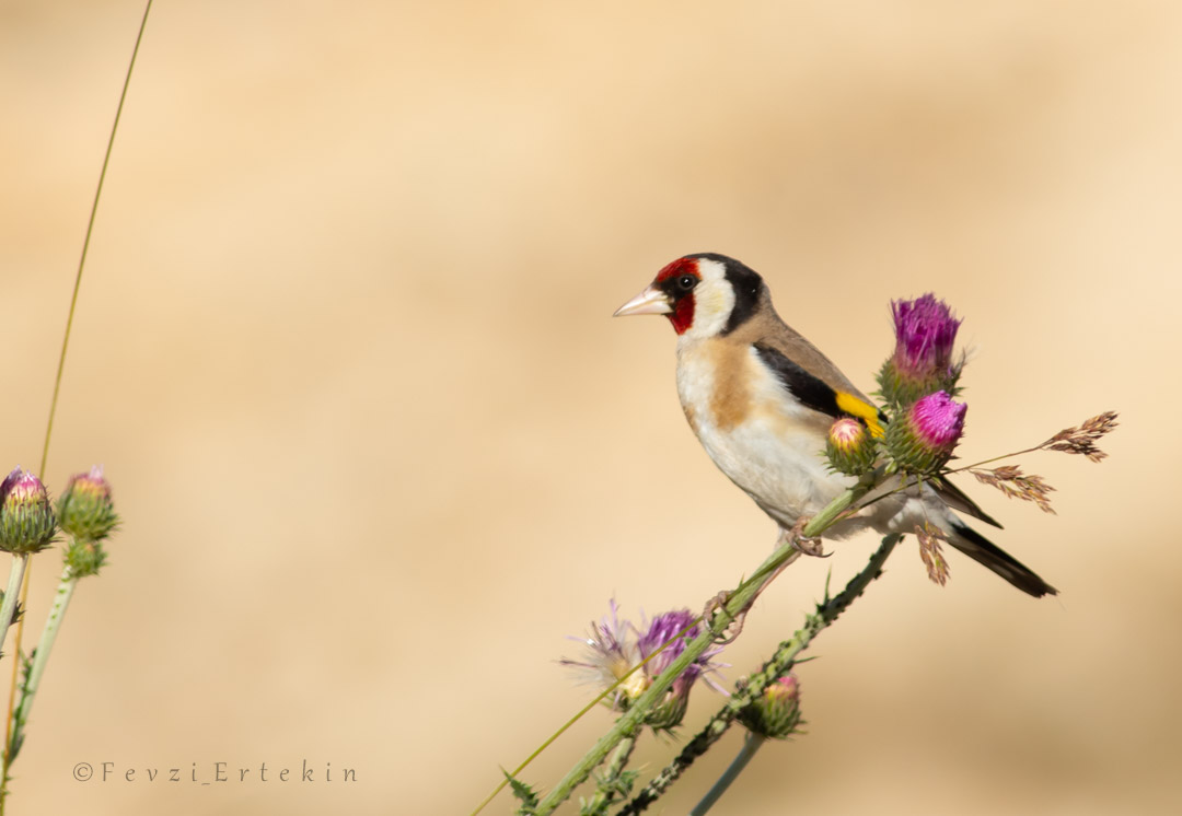 European Goldfinch