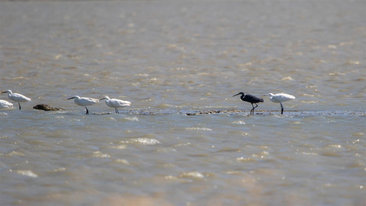 Western Reef Heron