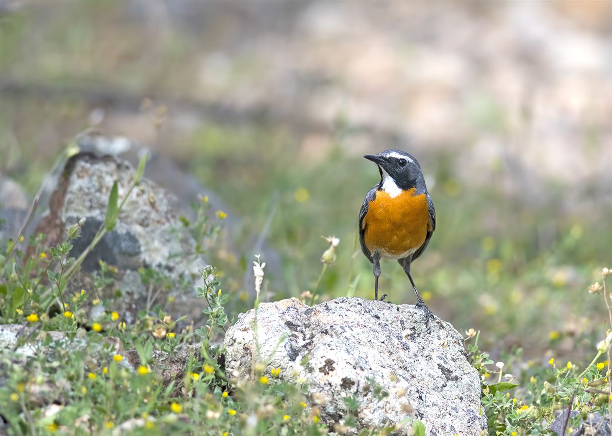 White-throated Robin