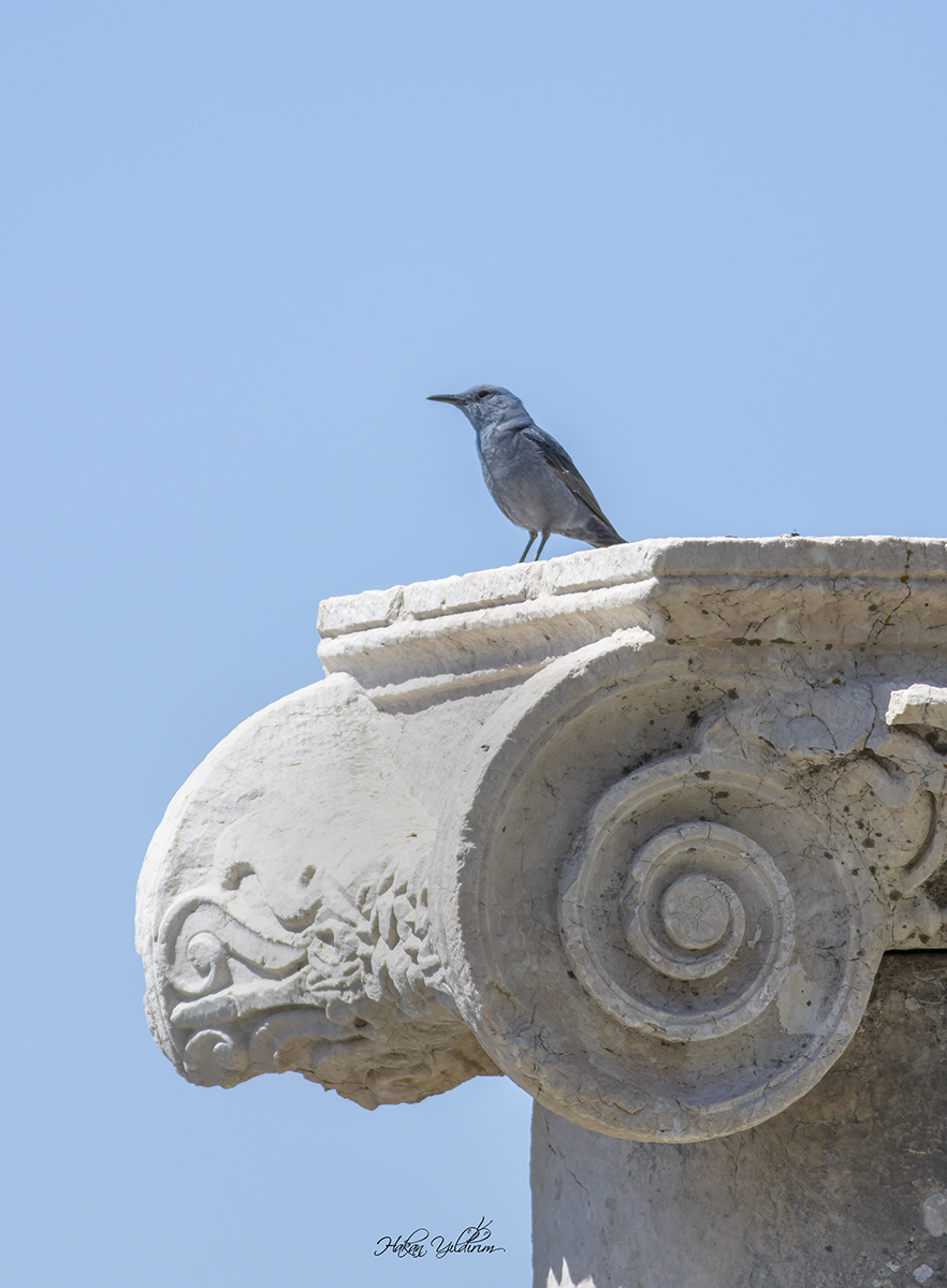 Blue Rock Thrush