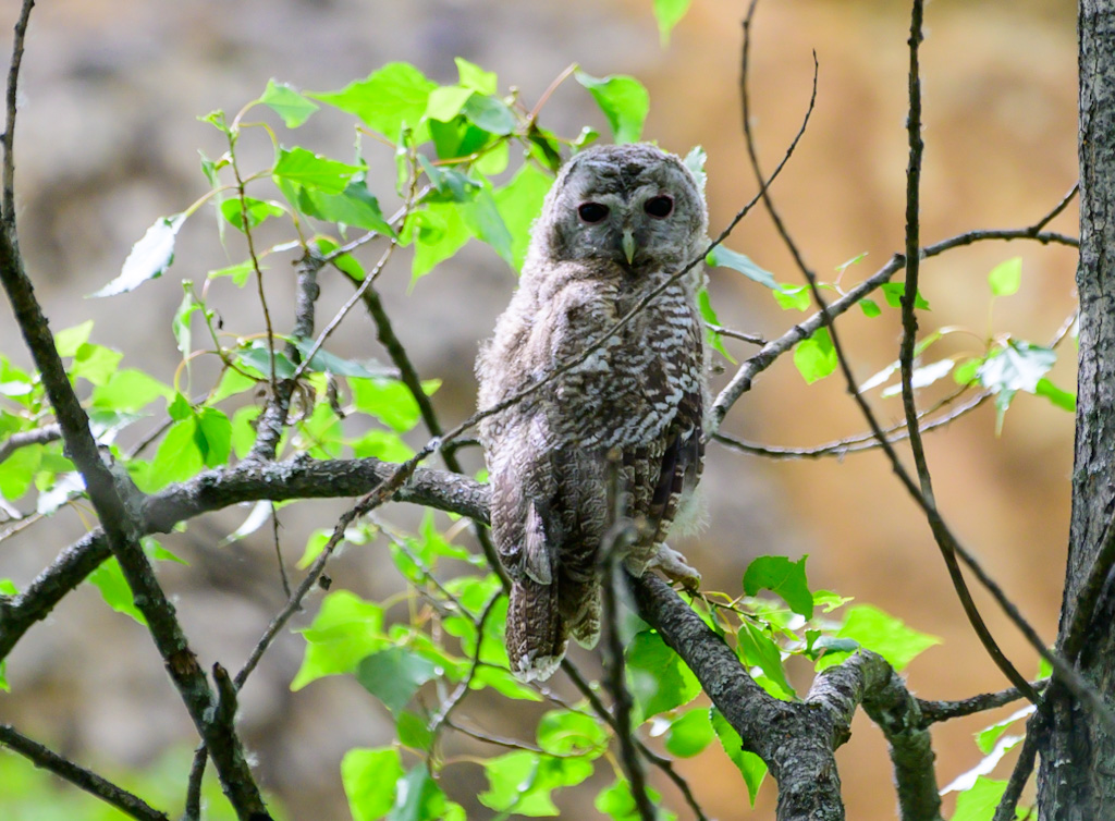 Tawny Owl