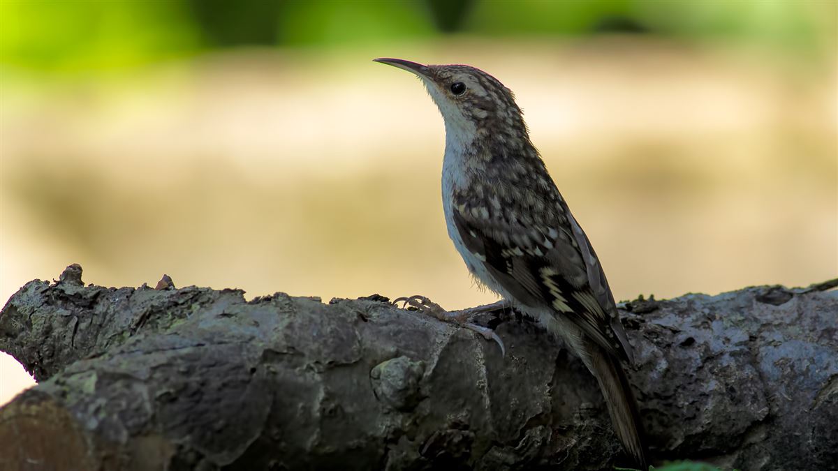 Short-toed Treecreeper