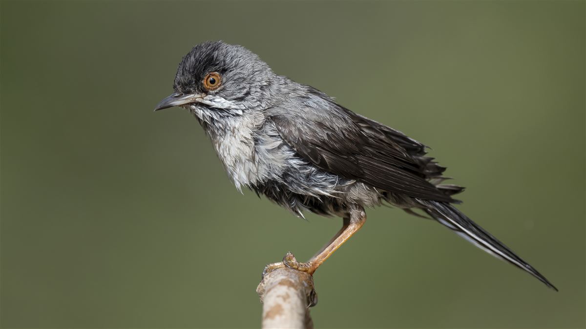 Rüppell`s Warbler