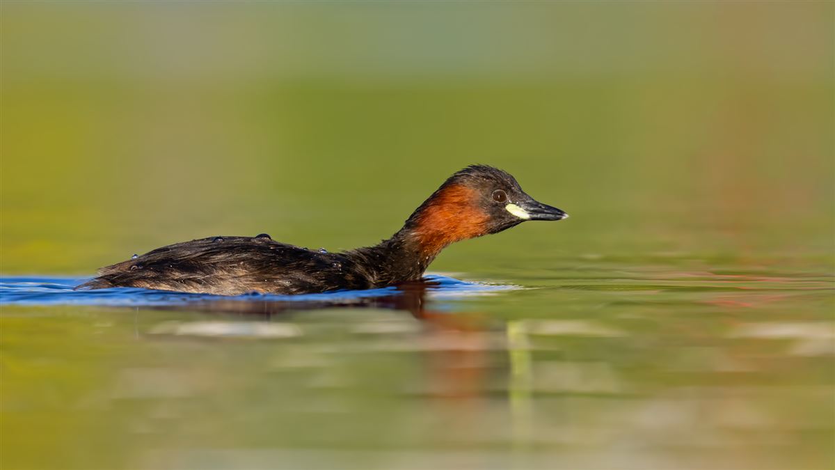 Little Grebe
