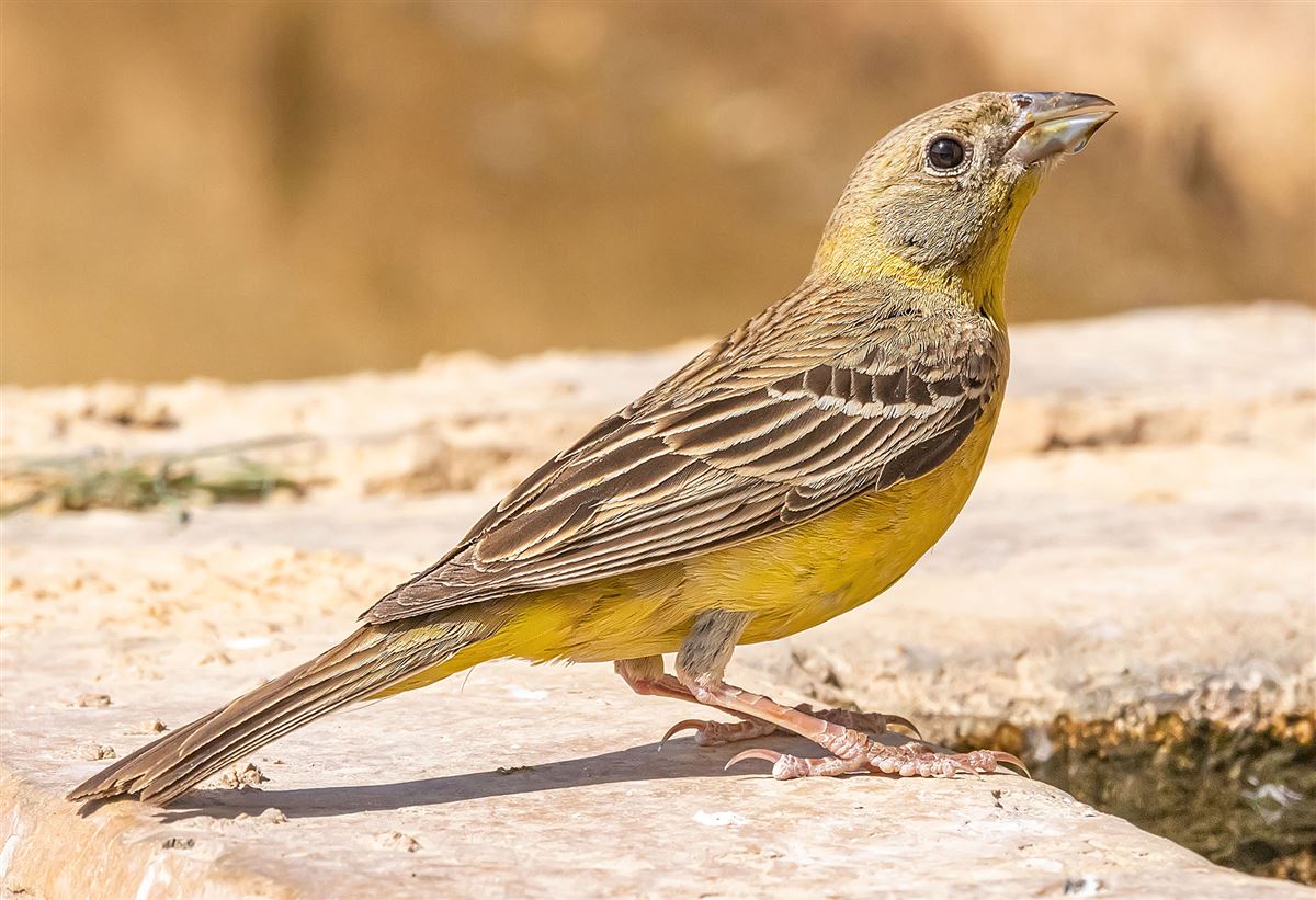 Black-headed Bunting