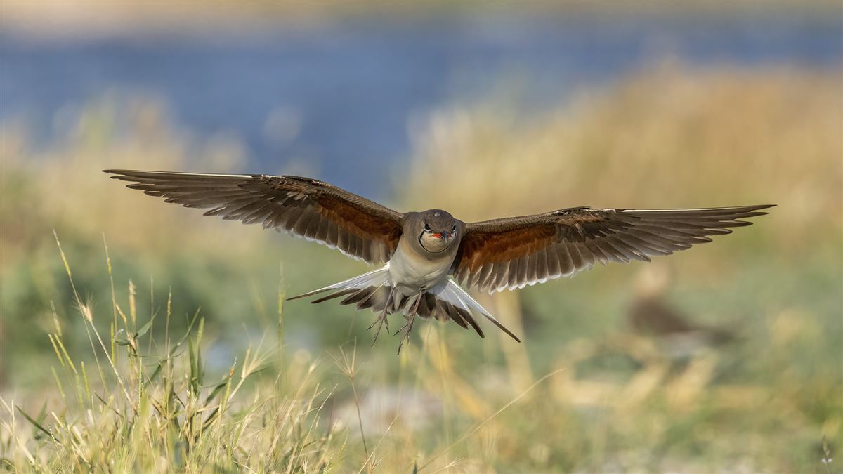 Collared Pratincole