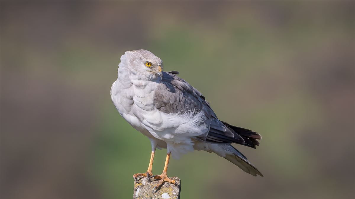 Pallid Harrier
