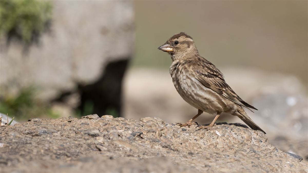 Rock Sparrow