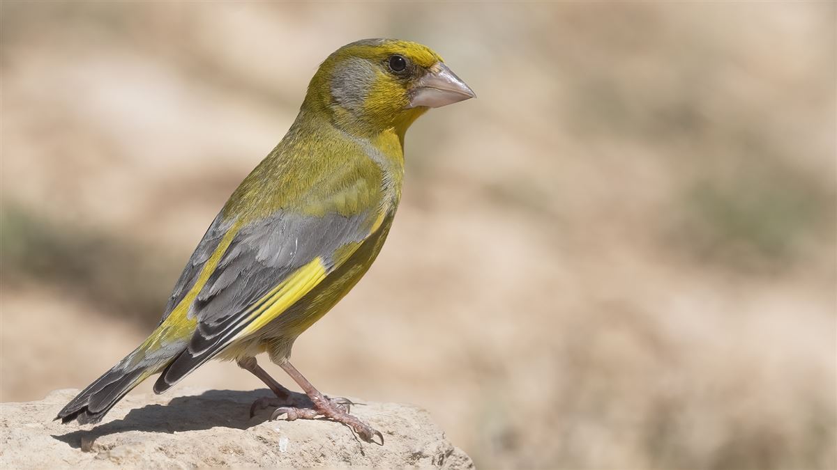 European Greenfinch