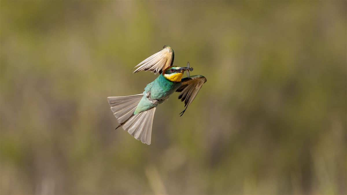 European Bee-eater
