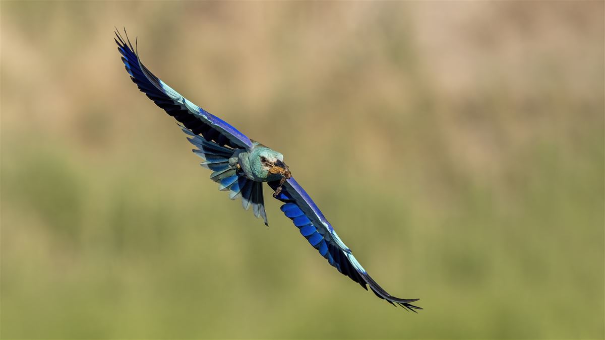European Roller