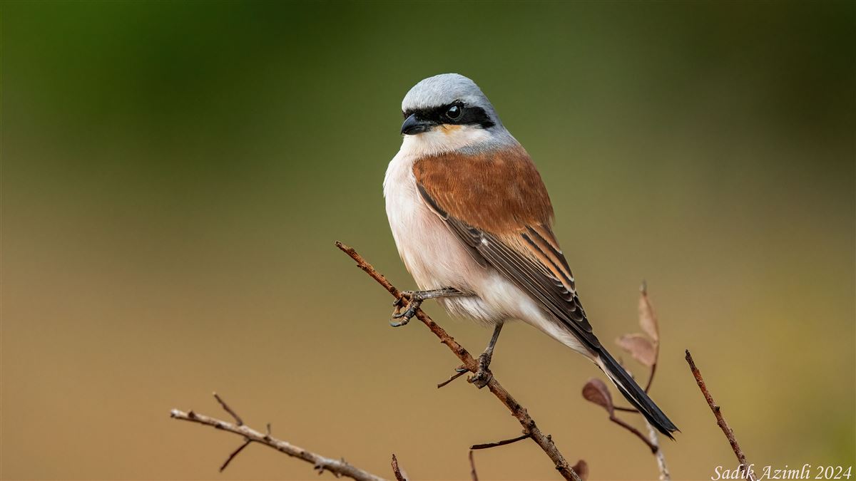 Red-backed Shrike