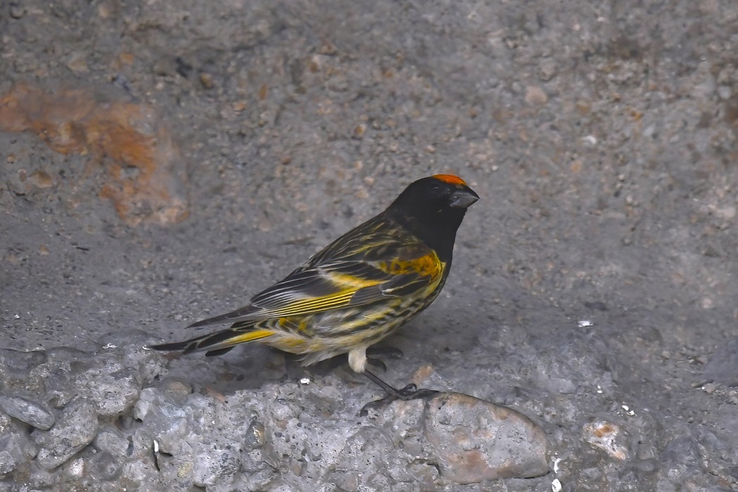 Red-fronted Serin